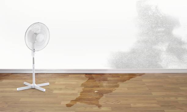 Best Local water damage restoration  in Grant City, MO